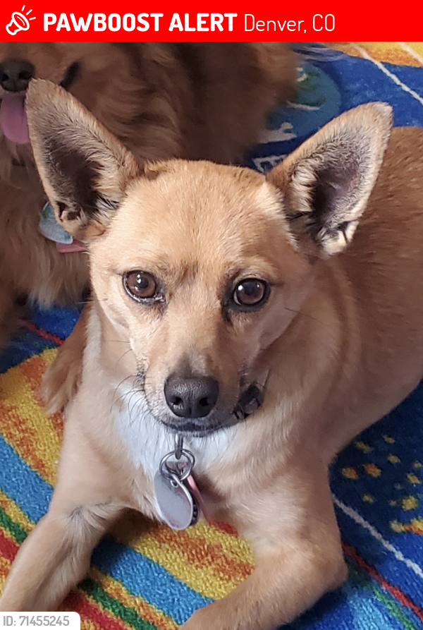 Lost Male Dog last seen Phillips UMC parking lot Florida and S. Pierce, Denver, CO 80232