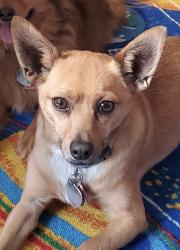 Lost Male Dog last seen Phillips UMC parking lot Florida and S. Pierce, Denver, CO 80232