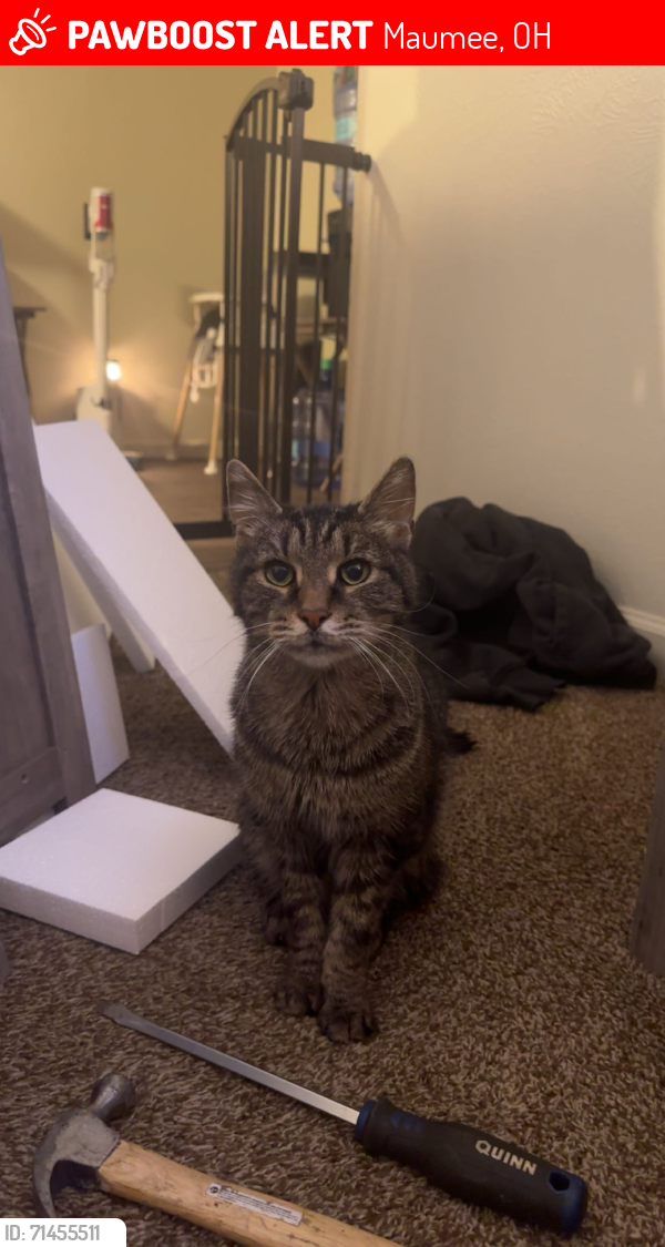 Lost Male Cat last seen Near apmt E16, Maumee, OH 43537