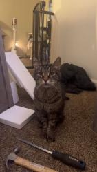 Lost Male Cat last seen Near apmt E16, Maumee, OH 43537