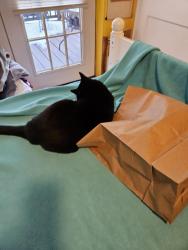 Lost Male Cat last seen Fairfax bike trail, Cincinnati, OH 45227