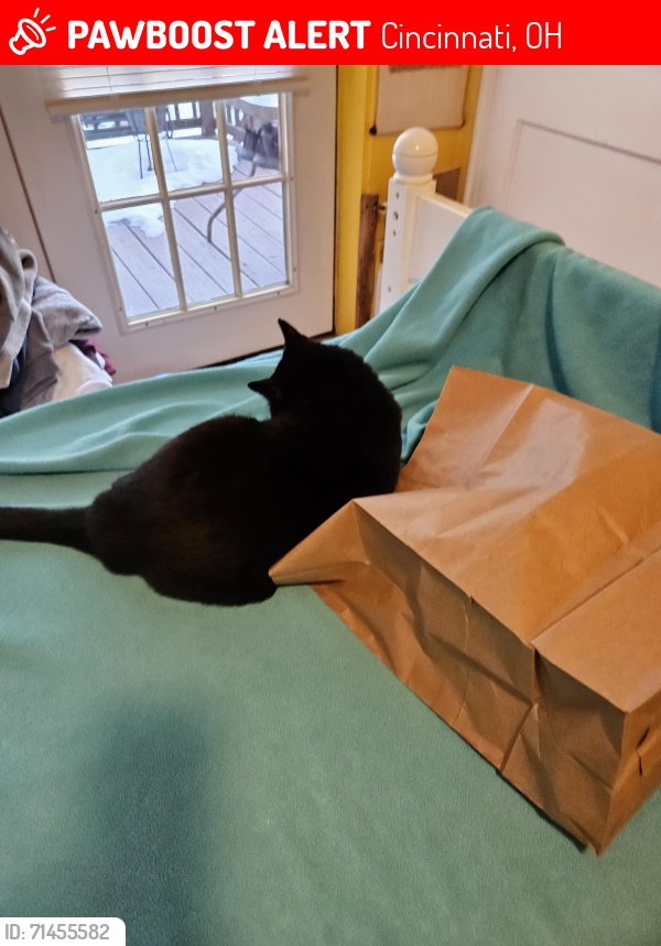 Lost Male Cat last seen Fairfax bike trail, Cincinnati, OH 45227