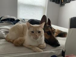 Lost Male Cat last seen NE 23rd Ave and 148th St, Vancouver, WA 98686