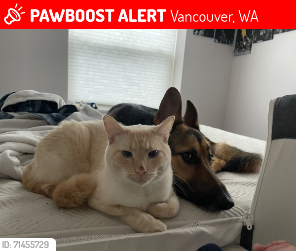 Lost Male Cat last seen NE 23rd Ave and 148th St, Vancouver, WA 98686