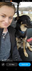 Lost Male Dog last seen Old 88 near verdigris river claremore oologah , Claremore, OK 74019