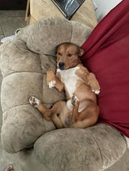 Lost Male Dog last seen Near us highway 59 n Marshall tx , Marshall, TX 75670