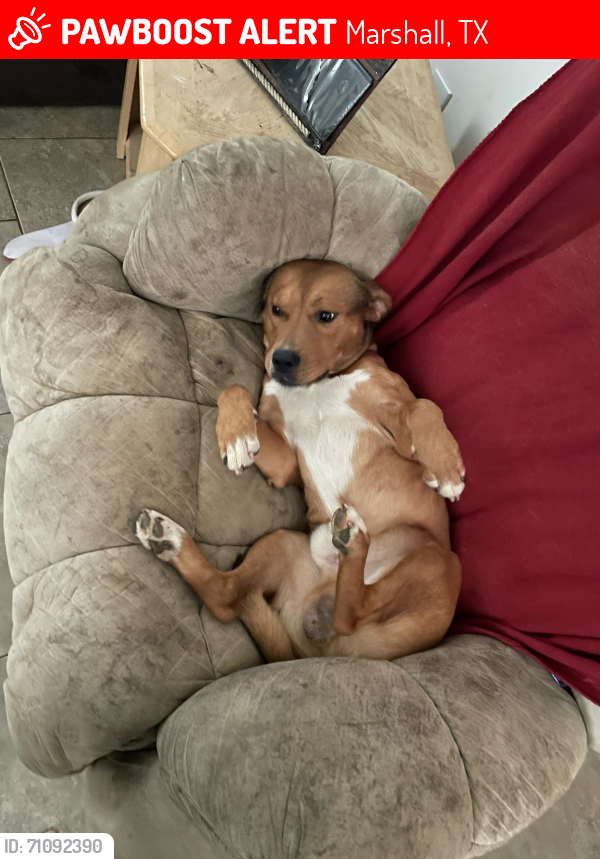 Lost Male Dog last seen Near us highway 59 n Marshall tx , Marshall, TX 75670