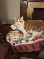 Lost Male Cat last seen Near Piedmont Pantry, Huntington, WV 25704