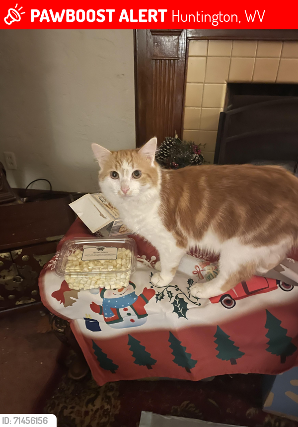 Lost Male Cat last seen Near Piedmont Pantry, Huntington, WV 25704
