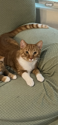 Lost Male Cat last seen Lord Nelson BLVD, Jacksonville, FL 32218