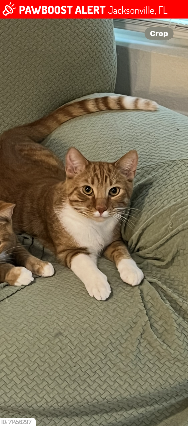 Lost Male Cat last seen Lord Nelson BLVD, Jacksonville, FL 32218