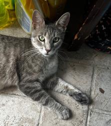 Lost Female Cat last seen Ironwood and Country Club View , Baytown, TX 77521