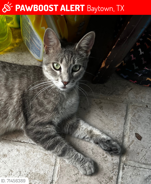 Lost Female Cat last seen Ironwood and Country Club View , Baytown, TX 77521