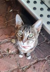 Lost Female Cat last seen Gambry Avenue doornpoort , Pretoria, GP 0186