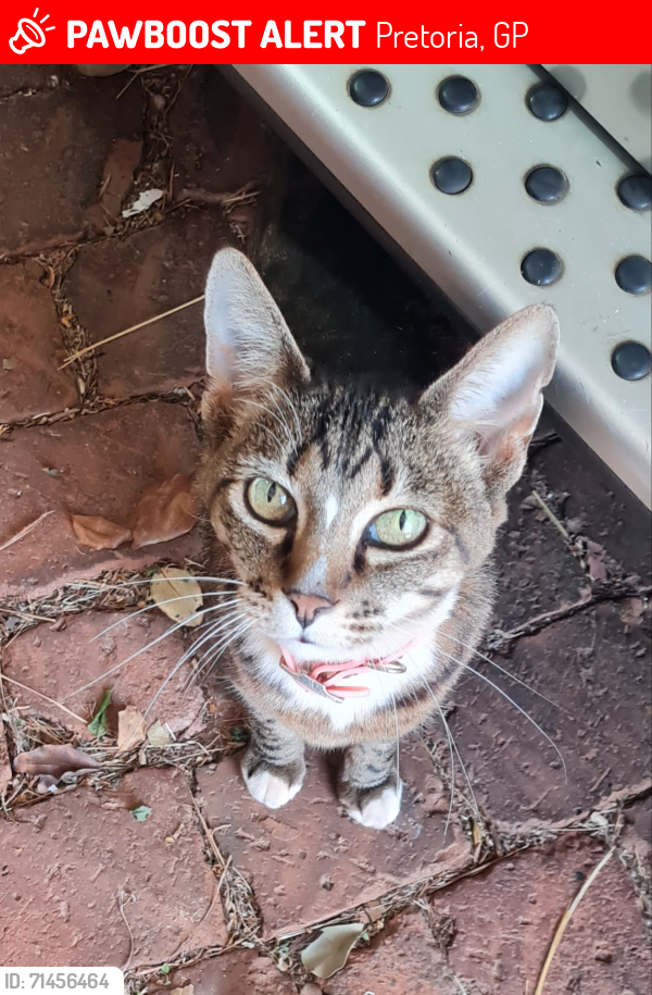 Lost Female Cat last seen Gambry Avenue doornpoort , Pretoria, GP 0186