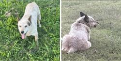 Lost Female Dog last seen Highway 187 Belgreen School , Belgreen, AL 35653