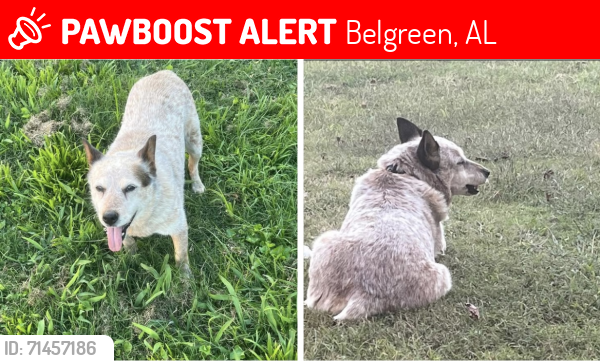 Lost Female Dog last seen Highway 187 Belgreen School , Belgreen, AL 35653