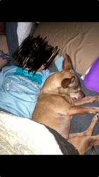 Lost Female Dog last seen 26th and Knox, Odessa, TX 79763