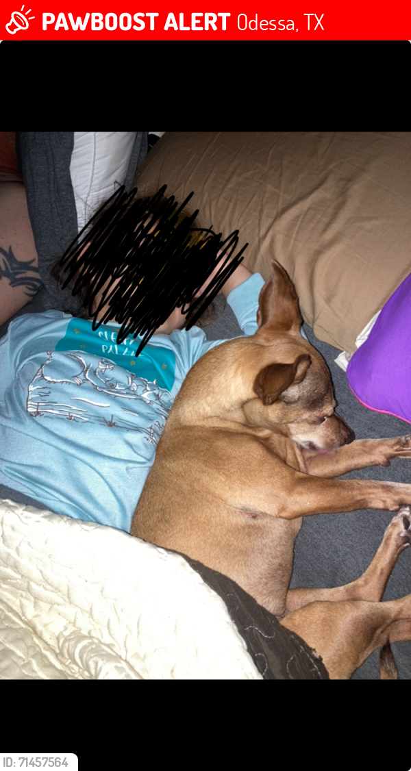 Lost Female Dog last seen 26th and Knox, Odessa, TX 79763