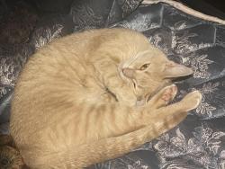 Lost Female Cat last seen Near mary dr lancing Michigan , Lansing, MI 48906
