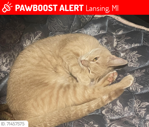 Lost Female Cat last seen Near mary dr lancing Michigan , Lansing, MI 48906