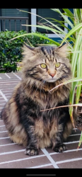 Lost Male Cat last seen Lettuce lake park, Tampa, Florida, Tampa, FL 33637