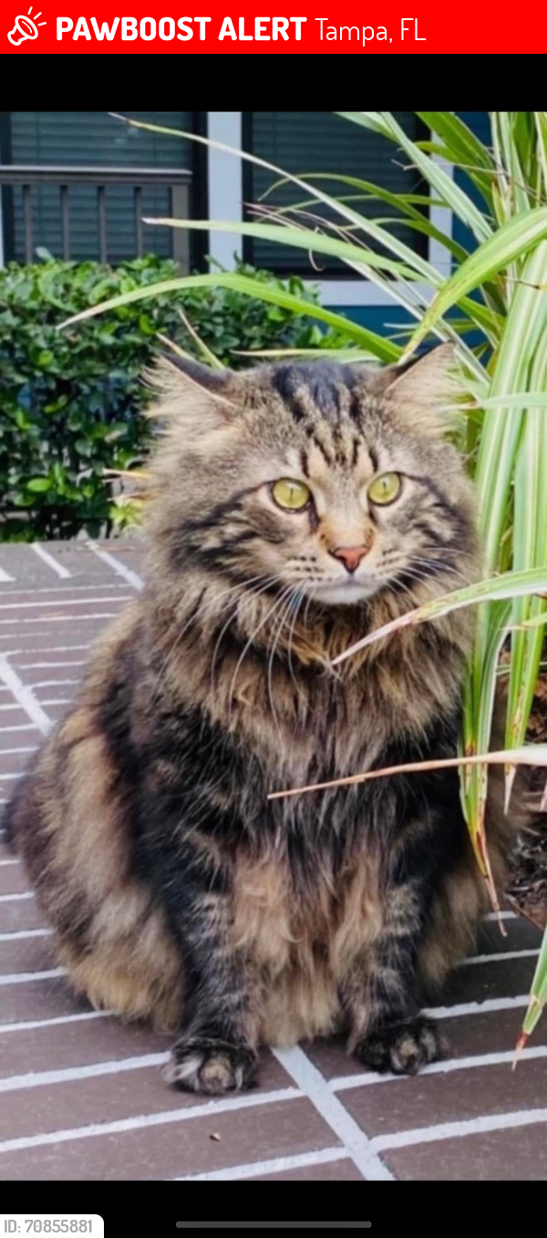 Lost Male Cat last seen Lettuce lake park, Tampa, Florida, Tampa, FL 33637