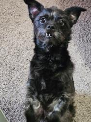 Lost Female Dog last seen Pendleton Pike and Mitthoefer/Quail Creek , Indianapolis, IN 46235