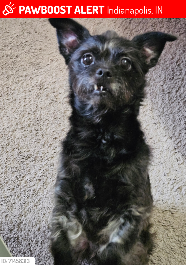 Lost Female Dog last seen Pendleton Pike and Mitthoefer/Quail Creek, Indianapolis, IN 46235