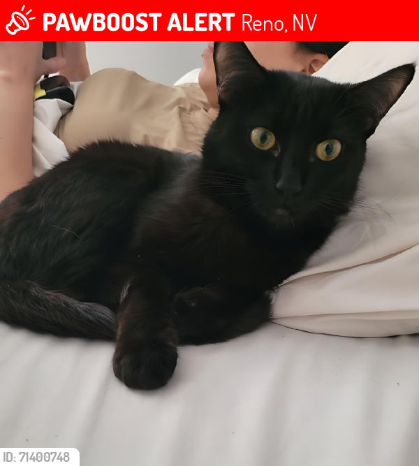 Lost Female Cat last seen Red Baron blvd Reno nv, Reno, NV 89506