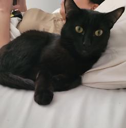 Lost Female Cat last seen Red Baron blvd Reno nv, Reno, NV 89506