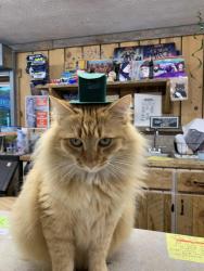 Lost Male Cat last seen Copper Curve Store, Copperhill, TN 37317