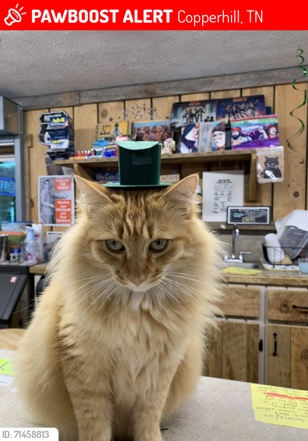 Lost Male Cat last seen Copper Curve Store, Copperhill, TN 37317