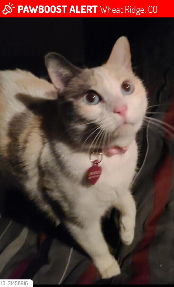 Lost Female Cat last seen 26th and Wadsworth, Wheat Ridge, CO 80033