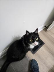 Lost Male Cat last seen Lake Washington and wickham, Melbourne, FL 32934