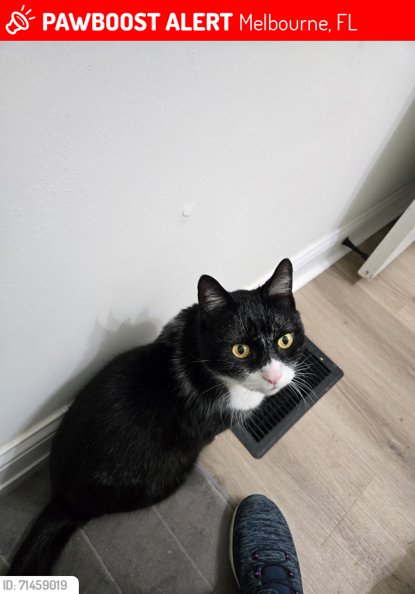 Lost Male Cat last seen Lake Washington and wickham, Melbourne, FL 32934