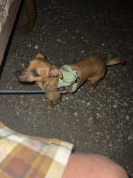 Lost Male Dog last seen Highland Park Avenue , Mission, TX 78574