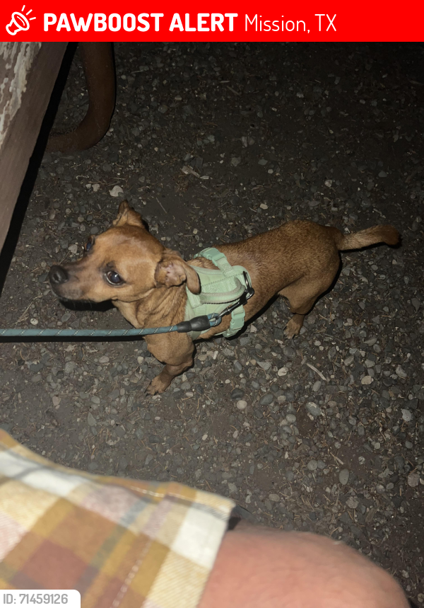 Lost Male Dog last seen Highland Park Avenue , Mission, TX 78574