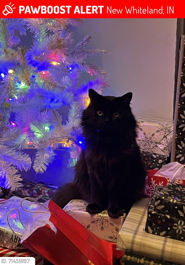 Lost Male Cat last seen Tracy Rd/Warwick/Tilmor Dr, New Whiteland, IN 46184