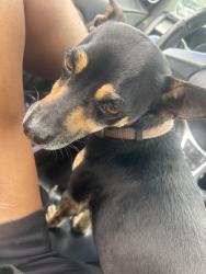 Reunited Male Dog last seen Costco wholesale Norwalk ca, Norwalk, CA 90650