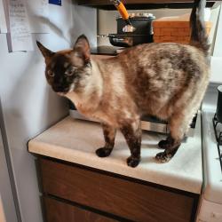 Lost Female Cat last seen State St and New Towne drive , Rockford, IL 61104