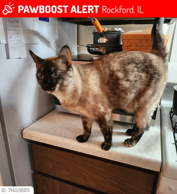 Lost Female Cat last seen State St and New Towne drive , Rockford, IL 61104
