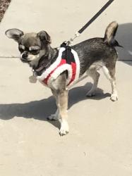 Lost Female Dog last seen Corte Vista Apts, Chula Vista, CA 91912