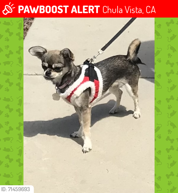 Lost Female Dog last seen Corte Vista Apts, Chula Vista, CA 91912