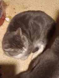 Lost Male Cat last seen Johnson Ave Hinkley Ave cross streets, Cedar Rapids, IA 52405