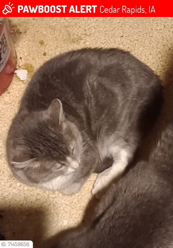 Lost Male Cat last seen Johnson Ave Hinkley Ave cross streets, Cedar Rapids, IA 52405