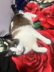 Lost Male Cat last seen San Bernardino high school, San Bernardino, CA 92405
