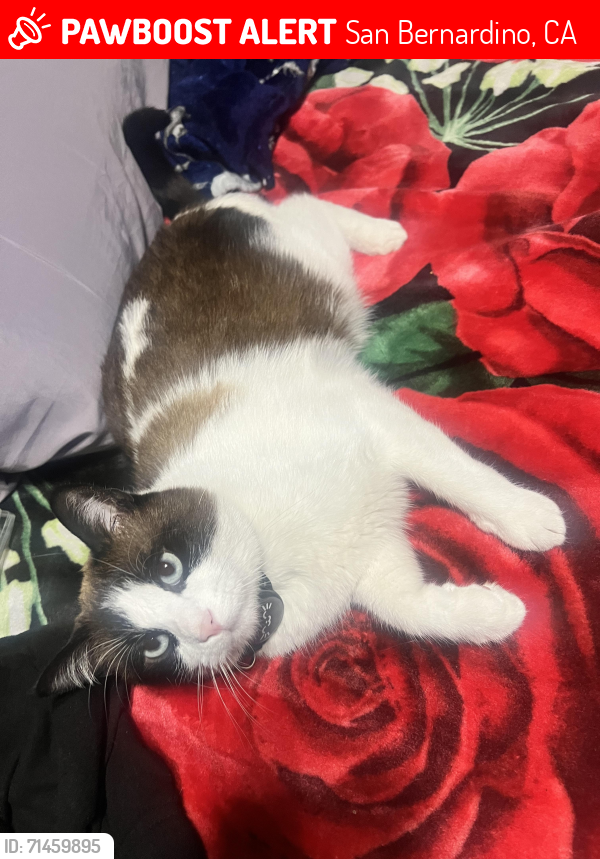Lost Male Cat last seen San Bernardino high school, San Bernardino, CA 92405