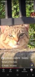 Lost Male Cat last seen Fraserview, Vancouver, BC 