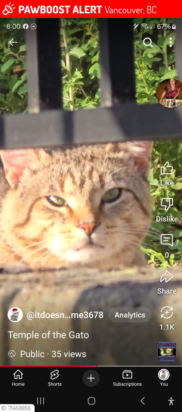 Lost Male Cat last seen Fraserview, Vancouver, BC 